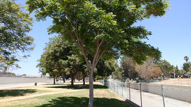 Baum-reguläre-Kamera