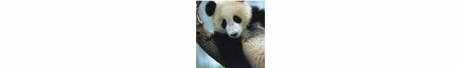 Kleiner TensorFlow Panda