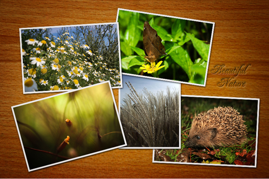 So erstellen Sie eine coole Collage mit Photoshop naturecollage