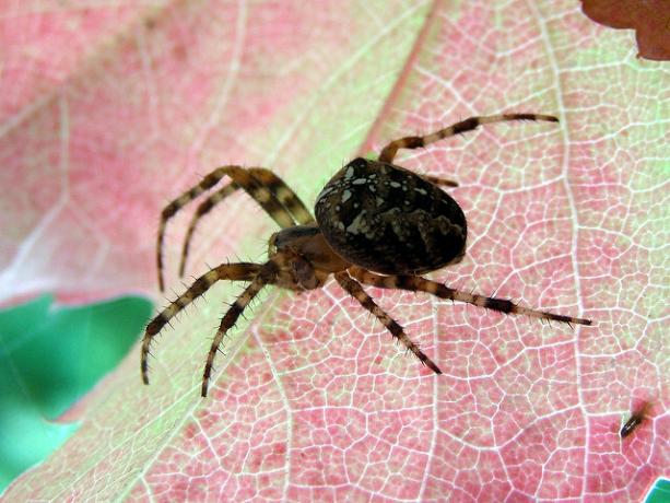 Spinne auf einem wilden Blatt Nahaufnahme