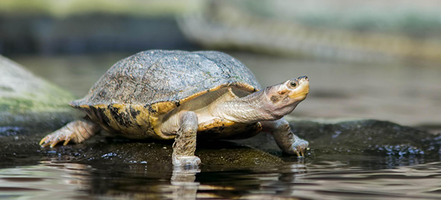 Schildkröte-langsam