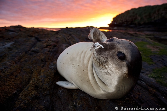 4 Will und Burrard-Lucas Elephant Seal Pup