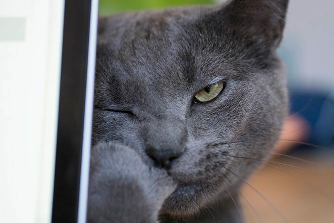 Katze hinter einem MacBook