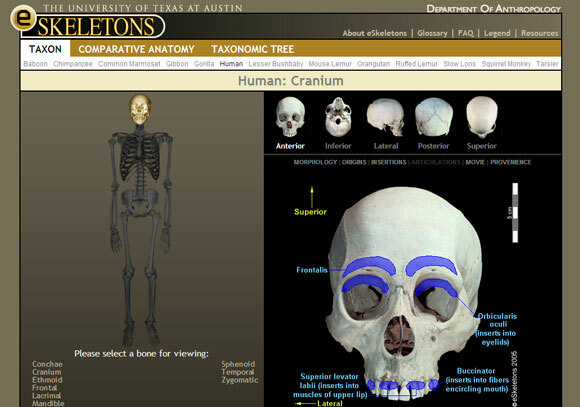 interaktive menschliche Anatomie