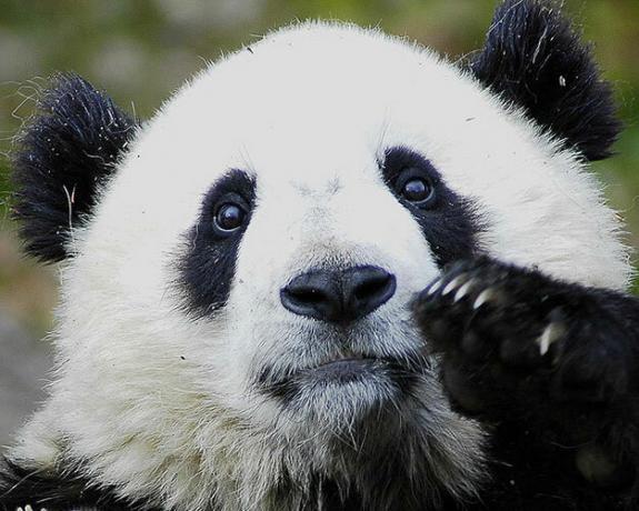 Helfen Sie mit, Googles Suchmonopol zu beenden: Verwenden Sie etwas anderes Panda