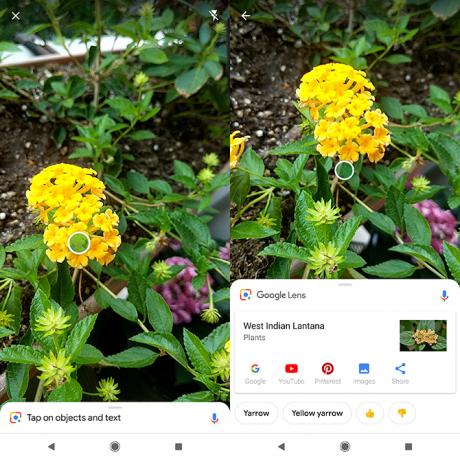 So identifizieren Sie Pflanzen und Blumen mit Ihrer Telefonkamera Google Lens