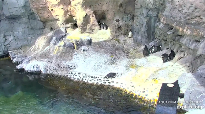 Aquarium der pazifischen Pinguinkamera