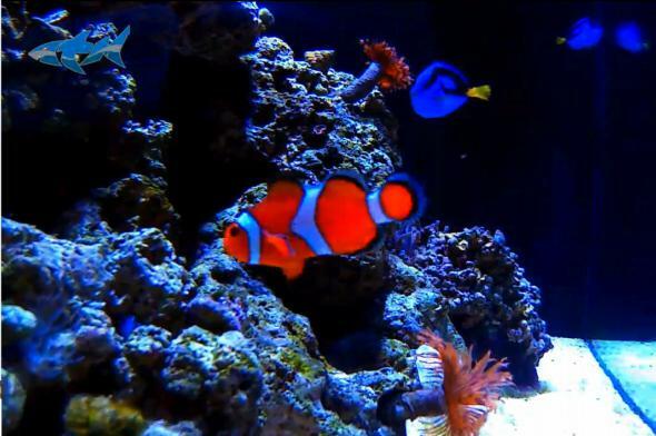 Tier-Planet-leben-Clownfisch