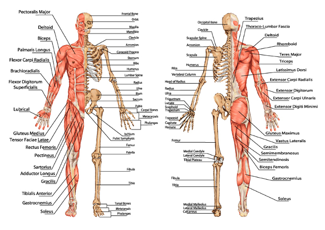 menschliche Anatomie