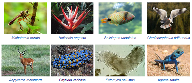 wikispecies wiki site