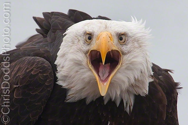 14 Christopher Dodds - Weißkopfseeadler