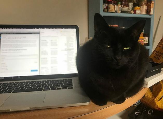 Katze neben MacBook