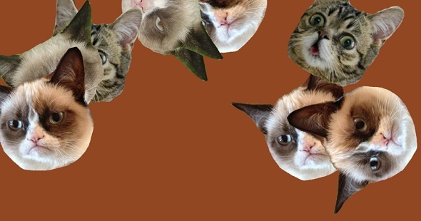 8 Purrfect Cat-Websites für Katzenliebhaber bringen die Katzenanimation