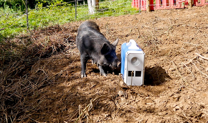 EB240 im Freien mit Schweinen