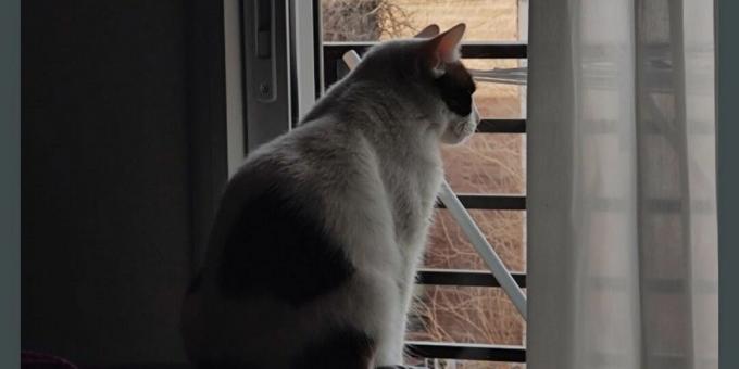 Katze starrt aus dem Fenster