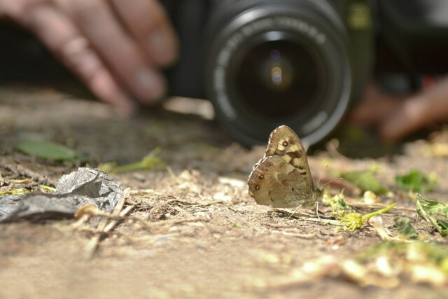 Schmetterling im Fokus