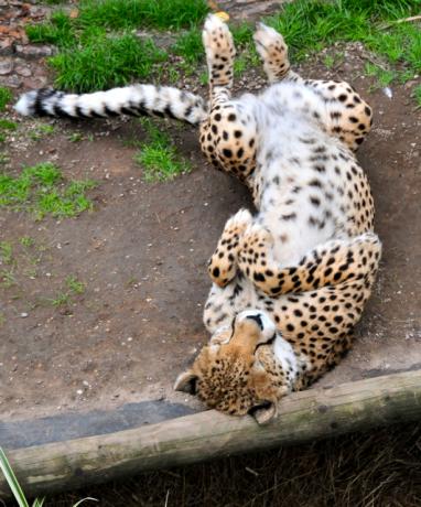 Verspielter Gepard, der sich im Schmutz dreht