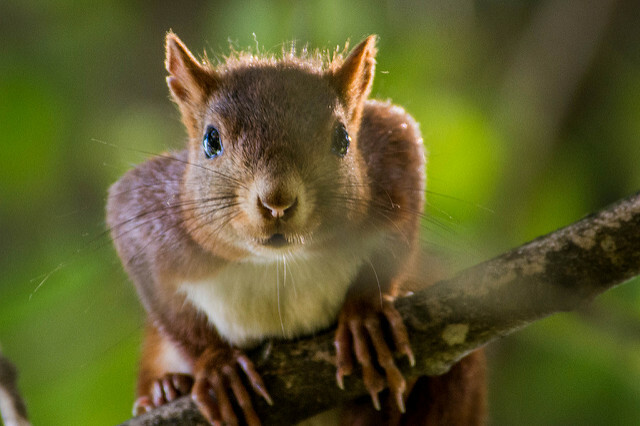 Wildlife Squirrel in Zweigen Nahaufnahme