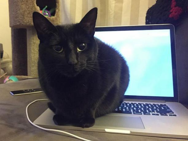 Katze auf einem Mac