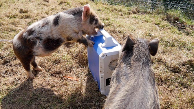 Zombie-Schweine greifen Bluetti-Stromgenerator an