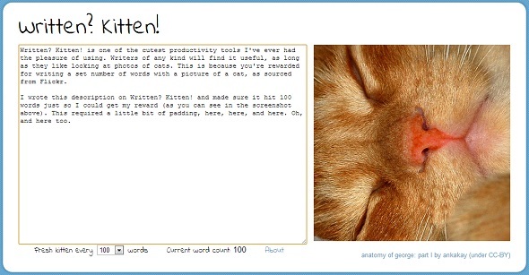 Katzen-Websites