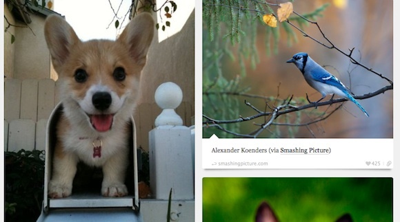 10 fantastische und inspirierende Tumbler, um Ihr Dashboard zu verbessern BestTumblrs Animal Blog